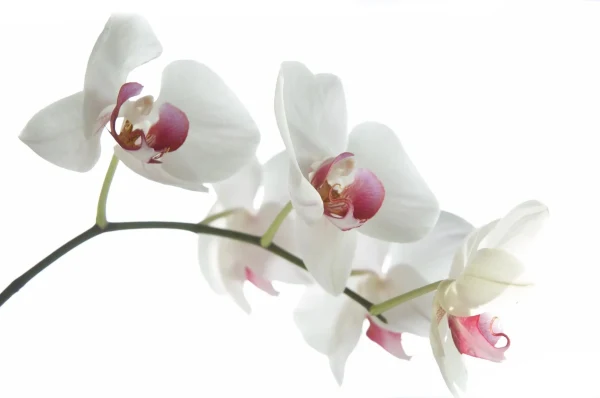 Energy of Love Tantra in Miami