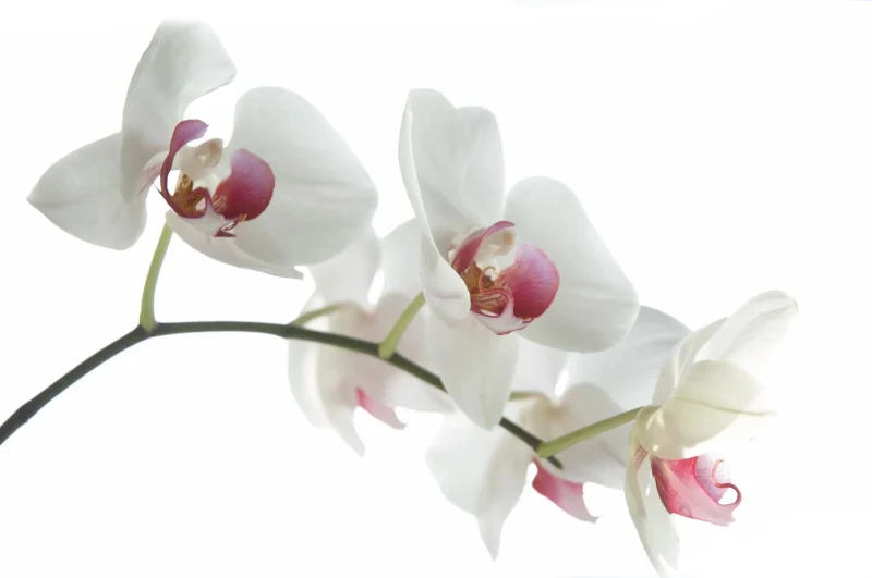 Inside Energy of Love Tantra