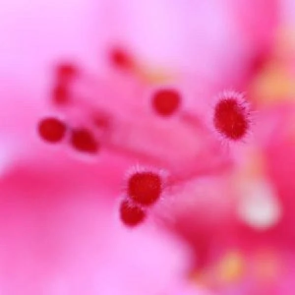 Ladybirds Massage venue